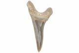 Fossil Ginsu Shark (Cretoxyrhina) Tooth - Kansas #219166-1